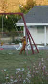 Taylor swinging again.jpg (59798 bytes)